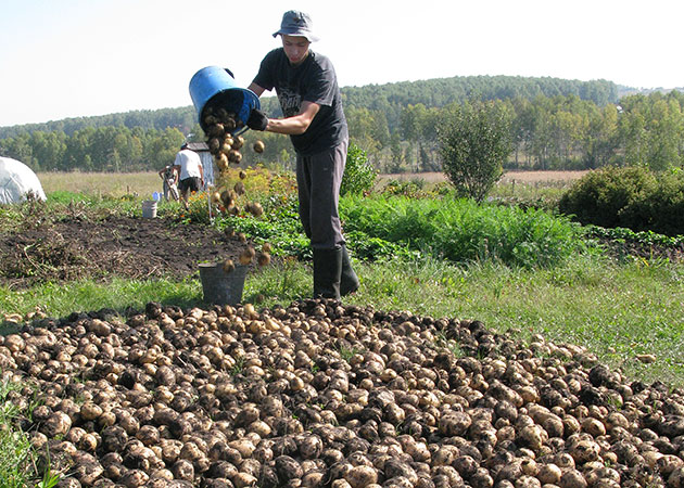 kartofel-uborka.jpg