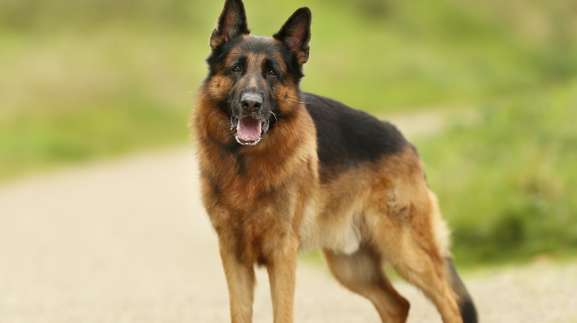 german-shepherd-dog-2891659_1920.jpg