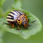 potato-beetle-2766872_1920-e1593420584742.jpg