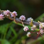 cuscuta-europaea-l-1024×678.jpg