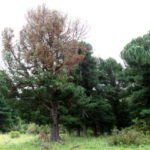 bor_bolnoj-kedr-e1597218642712.jpg