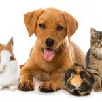shutterstock_690150508