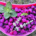 malina_obr-e1626751937990.jpg