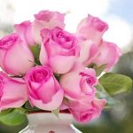 pink-roses-2191636_640.jpg