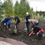 1 200 деревьев высадили в парке «Юбилейный» поселка Бачатский vysadka-derevev-bachatskij4-e1631697263756.jpg