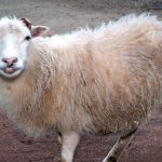 1200px-ovis_orientalis_aries_skudde_aka-e1639970261344.jpg