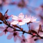 cherry-blossom-g4c3681d82_1920-e1649065204401.jpg