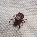 mite-g2f09cdb88_1920-e1649045054213.jpg