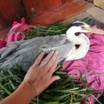 В Кузбассе планируют поставить протез серой цапле img-20220531-wa0035-e1655195339610.jpg