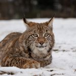 beautiful-and-endangered-eurasian-lynx-in-the-nature-habitat-lynx-lynx-1-scaled-e1674619109746.jpg