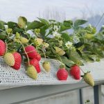 yagodnaya-ferma-2-e1683178600688.jpg