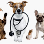 veterinar-na-dom-v-spb-i-lo-vet24.spb.ru-new