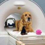 MRI-scans-show-that-dogs-can-understand-some-of-what-we-say