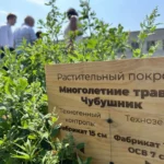 В СибГИУ на техноземе вырастили кустарники и кедрыВ СибГИУ на техноземе вырастили кустарники и кедры img_20260713_164028.webp.webp.webp