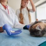 vet-giving-ill-cat-some-pills_329181-14502